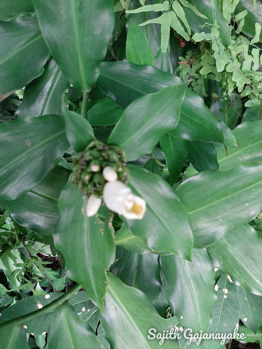 Costus afer Ker Gawl.